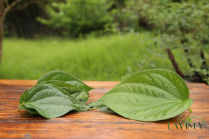 Thành phần của Thảo Dược Lá Trầu Không