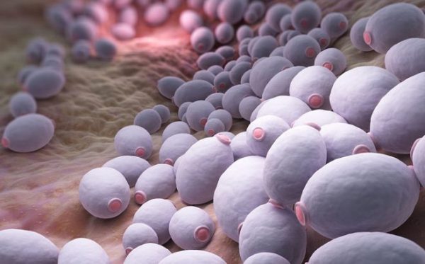 Công dụng của Flugen Công dụng của Flugen